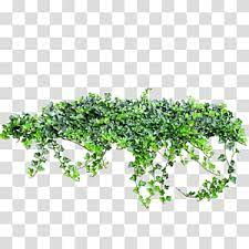 Of Green Leafed Plants Creeper Transparent Background Png Clipart Plants Tree Plan Photoshop Pink Flowering Trees