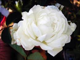 Se la mano allungata verso il fiore, la narice che ne aspira il profumo, lo sguardo che per l'amore di una rosa, il giardiniere è servitore di mille spine (anonimo). 5 Rose Antiche Straordinarie E Senza Tempo Best5 It