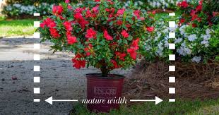 A Garden Guide To Spacing Shrubs Garden Guide Azaleas Garden Plants
