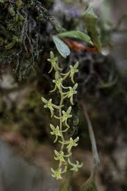 Image result for Angraecopsis malawiensis