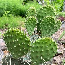 Image result for Opuntia
