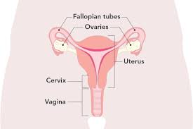 The diagram is as follows: Vaginal Vulval Pain Know The Different Causes And Jean Hailes