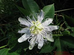 We did not find results for: Passion Vine Passiflora Incarnata Ozarkedgewildflowers Com
