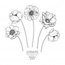 Anemone Leaf And Flower Drawings Flower Drawing Flower Sketches Floral Drawing