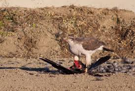 サシバでしょうか？ - 図鑑.jp