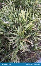 Image result for Pleioblastus fortunei