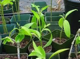 It produces a sweet, yet. Things To Know About The Night Blooming Jasmine Cestrum Nocturnum Dengarden