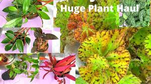 Huge Plant Haul Mount Dora Plant And Garden Fair Youtube