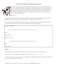 Nonsense mutation (point mutation) results in a premature stop codon. How Dna Controls The Working Of A Cell Worksheet