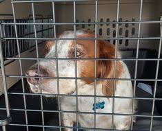 International pet shipping for military. Pet Transport Pro Pettransportpro Profile Pinterest