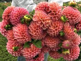Pin On Dahlias