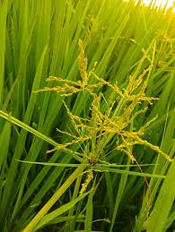 Image result for Cyperus articulatus