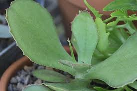 See That Little Stem Growing In The Middle Of This Kalanchoe Synsepala Its The Most Exciting Thing Happening In My Garden Right No Garden Plants Secret Garden