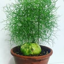 Image result for Athrixia phylicoides