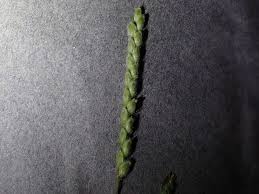 Image result for Urochloa brizantha