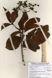 Image result for Psychotria articulata