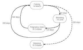 Curriculum Requirements Department Of Animal Science Animal Science Beef Cattle Livestock Judging