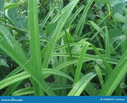 Holly grass bright fresh stock photo. Image of monochrome