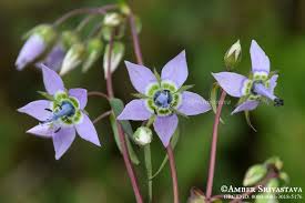 Image result for Swertia welwitschii