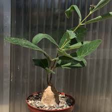 Image result for Raphionacme madiensis