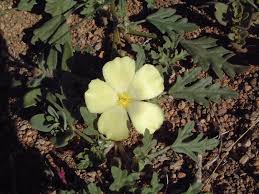 Image result for Grielum