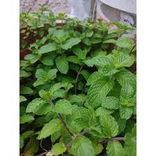'make mint ice cubes with pudina and a dash of lemon'. Daun Pudina