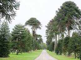 A young monkey puzzle tree in a botanical garden in british columbia; Araucaria Araucana Monkey Puzzle Tree Conifer Tree Garden Plant Evergreen Jurassicplants Nurseries