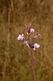 Image result for Buchnera