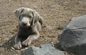 Michigan may not seem like the number one place for pets, but it offers more than one may initially think. Silverwater Labradors We Sell Silver Charcoal Fox Red Chocolate Labradors Silver Labs