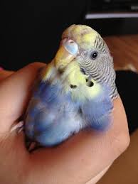 Mein wellensittich, mit dem ich beim vk tierarzt war, hat eine kropfentzündung und bekommt daher antibiotika in den schnabel gespritzt. Ist Dies Bei Der Mauser Wellensittich Normal