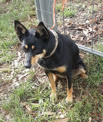 Found female kelpie