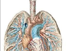 How much does the aarc copd educator course cost? Clarify Updates To Diagnosis Coding Of Pulmonary Diseases Aapc Knowledge Center