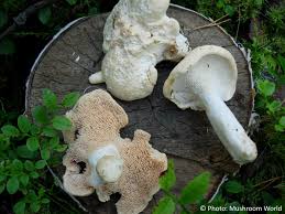 Image result for Hylodesmum repandum