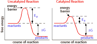 Energy, Enzymes, And Catalysis Problem Set
