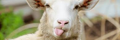 Ces Musulmans Qui Fetent L Aid El Kebir Sans Sacrifier De Mouton
