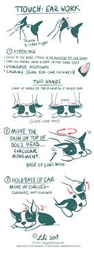 Https Flic Kr P Nxvbg5 Boogie Ttouch Notes Ear Work Copyright 2014 Lili Chin Dog Care Dog Training Dog Hacks