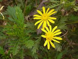 Image result for Euryops chrysanthemoides