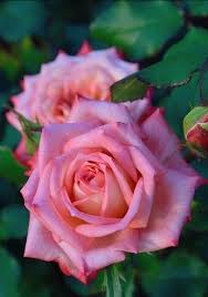 Epingle Par Ugolin Sur Les Fleurs Fleurs Toutes Les Fleurs Plante