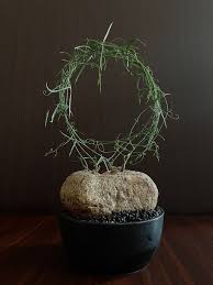 Image result for Adenia kirkii