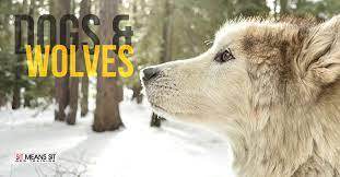 Dog Breeds Closely Related To Wolves Sit Means Sit Massachusetts