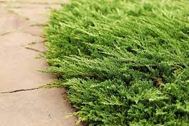 Moisture loving plants pout, crisp, and languish in the relentless dry heat. Choosing Shrubs With Drought Tolerance Drought Tolerant Shrubs For Zone 7