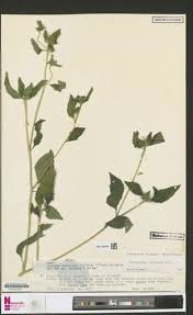 Image result for Sclerocarpus africanus