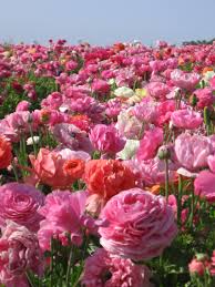 Carlsbad flower fields best time to visit the flowers, a full visitors guide for first timers & tips for great instagram photos of the flower fields! Pin On Basics