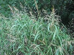 Johnsongrass Sorghum Halepense Guide To Kansas Plants Plants Sorghum Grass