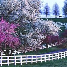 Springtime In Lexington Ky Kentucky Horse Farms Flowering Trees Spring Blooming Trees