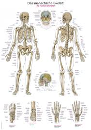 chart the human skeleton 70x100cm