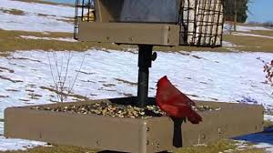 When a cardinal appears in your yard, it's a visitor from heaven. Wild Bird House Red Bellied Woodpecker Cardinal Chickadee Blue Jay Backyard Bird Watching Youtube