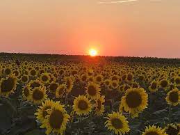 We did not find results for: The North Fork Sunflower Maze North Fork Chips The Most Delicious Kettle Cooked Chips