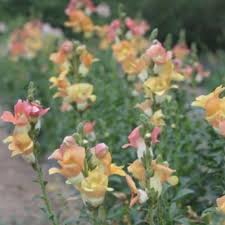 Check spelling or type a new query. How To Grow Snapdragons Chantilly Potomac And Rocket The Kokoro Garden