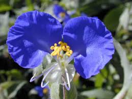 Image result for Commelina capitata